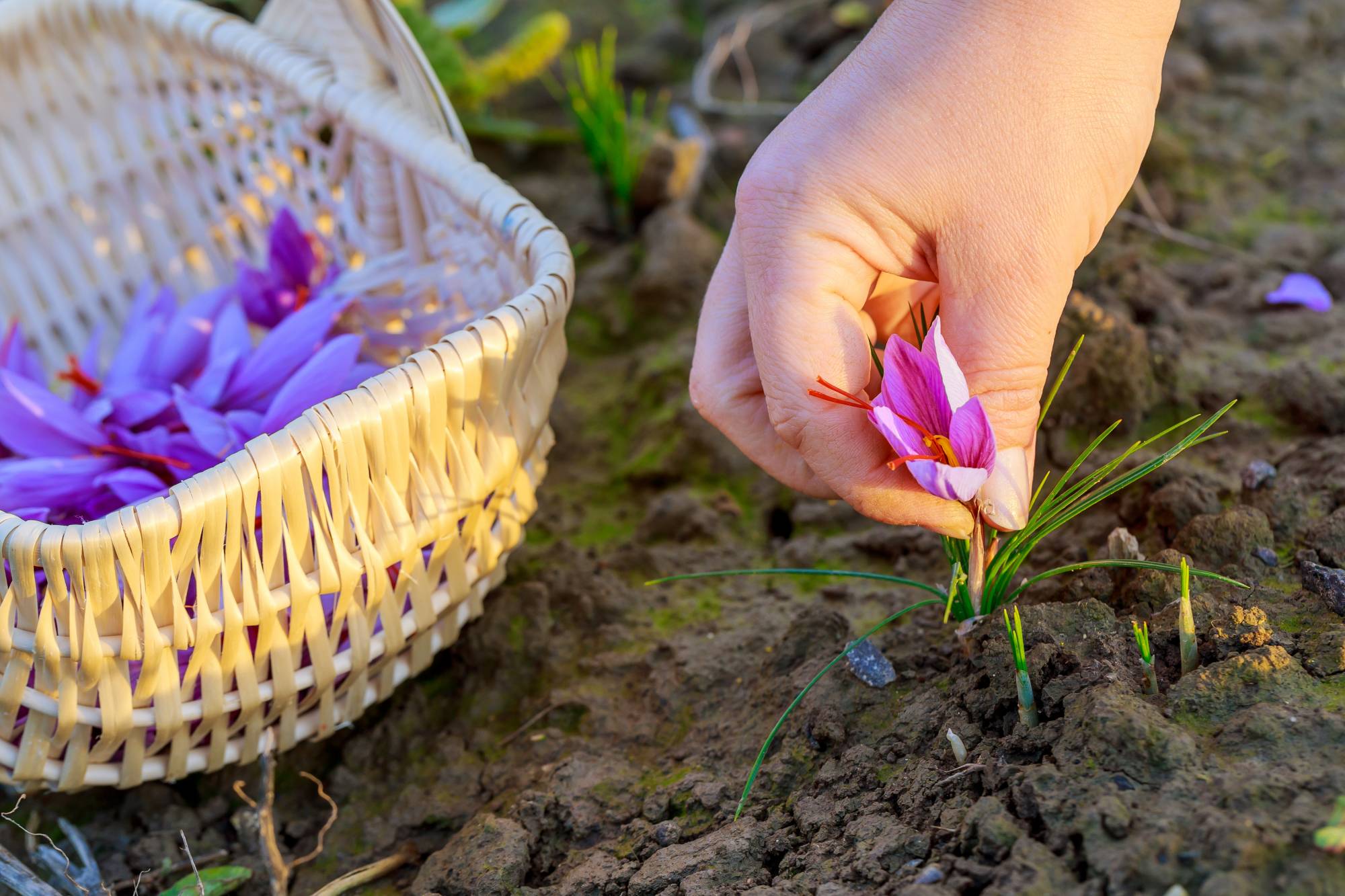 Durfshan.in – Kashmiri Saffron Online