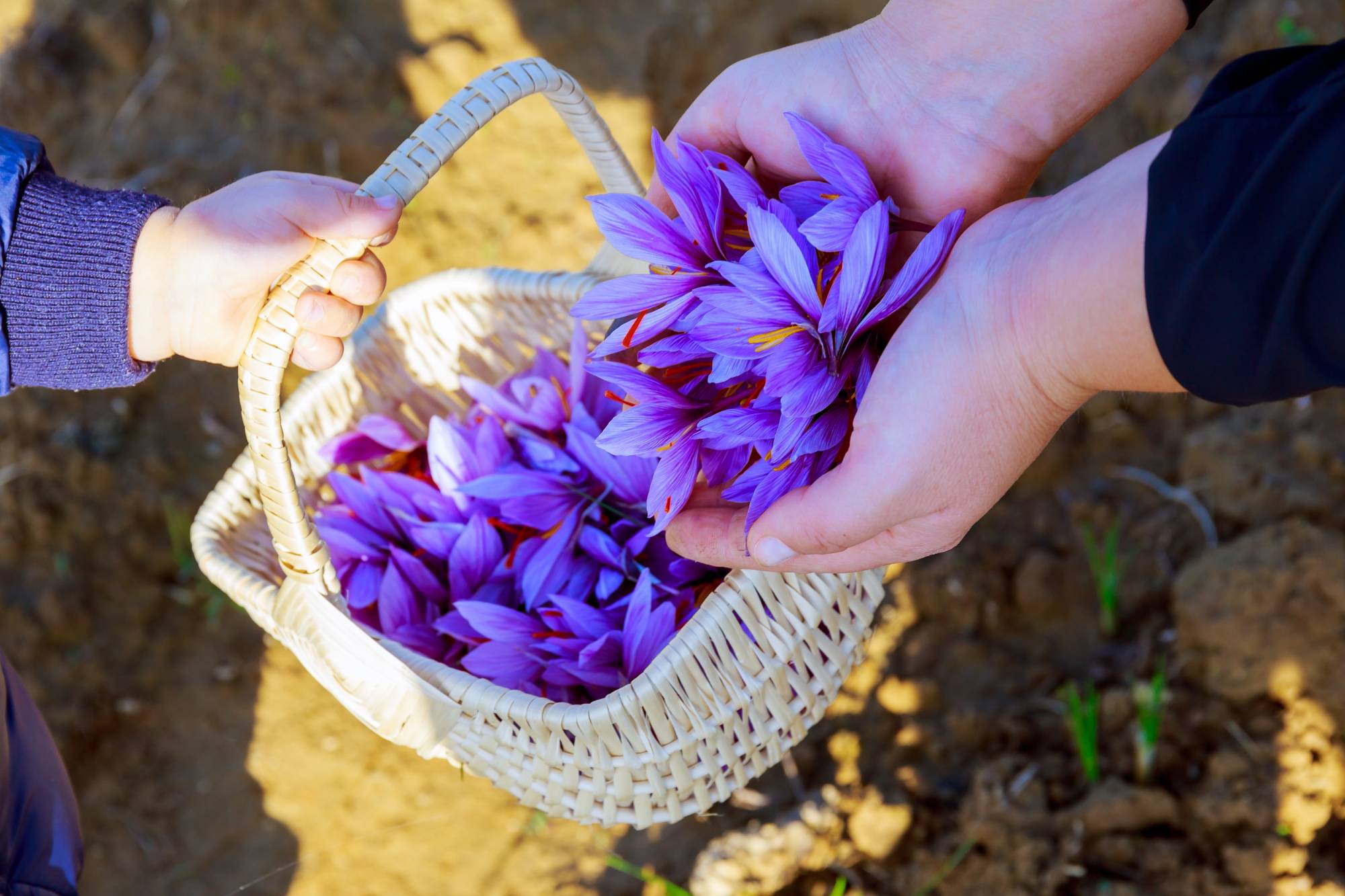 Durfshan.in – Kashmiri Saffron Online